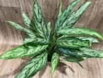 Aglaonema commutatum (4.5” pot) - Image 2