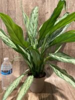 Aglaonema commutatum (4.5” pot) - Image 7