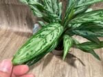 Aglaonema commutatum (4.5” pot) - Image 3