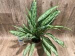 Aglaonema commutatum (4.5” pot) - Image 5