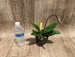 In Spike Paph. Viny World '2021' × Paph. Mem. Serafin Perez 'Dark Phoenix' (3.5” pot) - Image 4