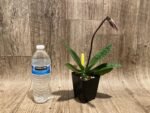 In Spike Paph. Viny World '2021' × Paph. Mem. Serafin Perez 'Dark Phoenix' (3.5” pot) - Image 3