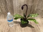 In Spike Paph. Mem. Gerhard Conrad 'Tall Stem' × Paph. Dorothy's Slippers 'The Best' (3.5” pot) - Image 4