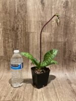 In Spike Paph. Hung Sheng Bay x Paph. Doya Impulse (3.5” pot) - Image 2