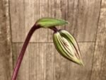 In Spike Paph. Hung Sheng Bay x Paph. Doya Impulse (3.5” pot)