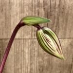 In Spike Paph. Hung Sheng Bay x Paph. Doya Impulse (3.5” pot)