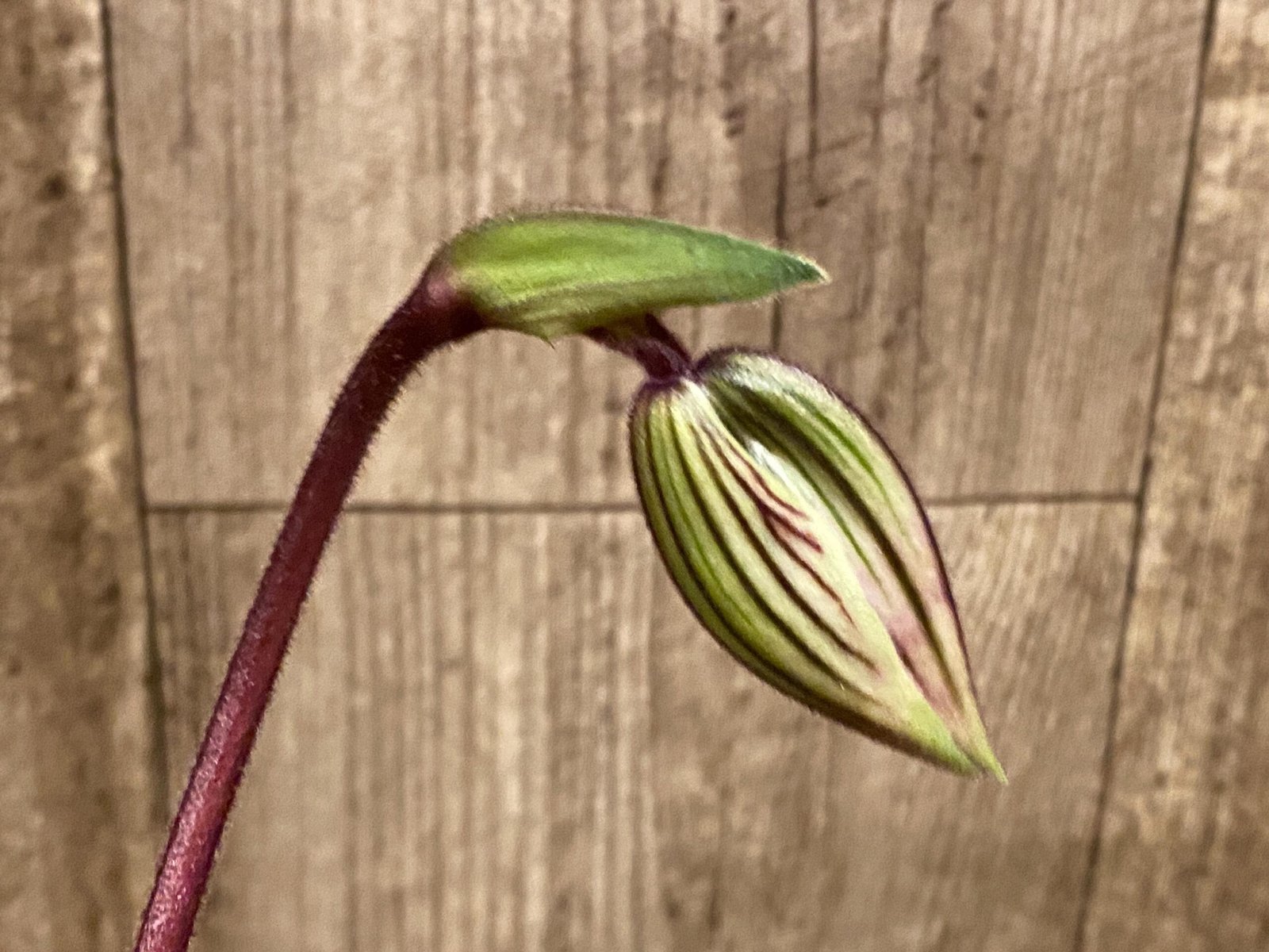 il_fullxfull.8685518344_tosp.jpg In Spike Paph. Hung Sheng Bay x Paph. Doya Impulse (3.5” pot) - Image 1