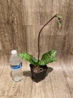 In Spike Paph. Hung Sheng Bay x Paph. Doya Impulse (3.5” pot) - Image 4