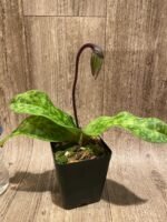 In Spike Paph. Captivatingly Wood 'Cheetah' × Paph. Hilo Rainbow '#4' (3.5” pot) - Image 2