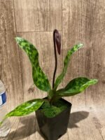 In Spike Paph. (Hsinying Macasar x Captivatingly Wood) 'Heavy Spots' x Paph. Mem. Gerhard Conrad 'Bloody Mary' (3.5” pot) - Image 4