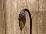 In Spike Paph. Hilo Rainbow 'Harmony' x Paph. Cranberry Boba 'Red Spots' (3.5” pot)