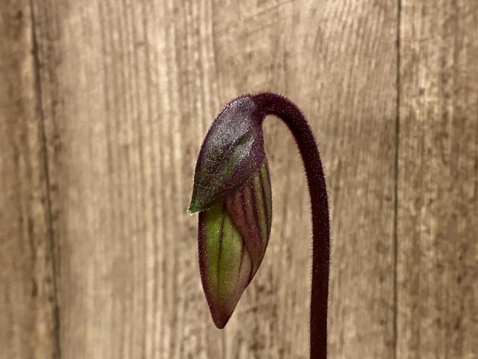 il_fullxfull.8685582512_btyg.jpg In Spike Paph. Hilo Rainbow 'Harmony' x Paph. Cranberry Boba 'Red Spots' (3.5” pot) - Image 1