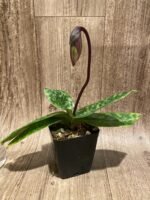 In Spike Paph. Hilo Rainbow 'Harmony' x Paph. Cranberry Boba 'Red Spots' (3.5” pot) - Image 3