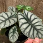 Silver Dragon Alocasia (6” pot)
