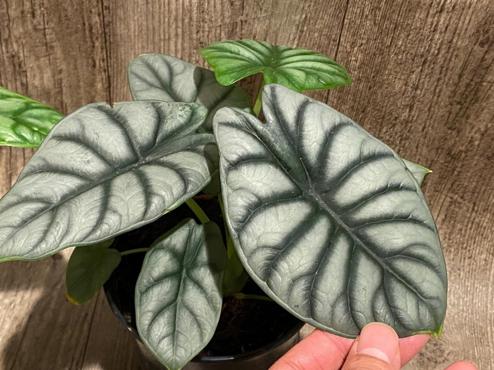 il_fullxfull.8685819696_xs49.jpg Silver Dragon Alocasia (6” pot) - Image 1