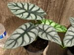 Silver Dragon Alocasia (6” pot) - Image 4