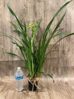 In Spike Cymbidium Golden Elf 'Sundust HCC/AOS (3.5” Pot) - Image 3