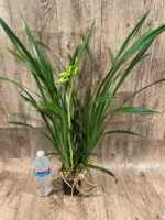 In Spike Cymbidium Golden Elf 'Sundust HCC/AOS (3.5” Pot) - Image 4