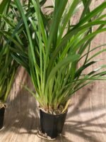 Cymbidium Golden Elf 'Sundust HCC/AOS Compact Pot (3.5” Pot) - Image 7