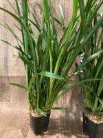 Cymbidium Golden Elf 'Sundust HCC/AOS Compact Pot (3.5” Pot) - Image 4
