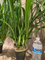 Cymbidium Golden Elf 'Sundust HCC/AOS Compact Pot (3.5” Pot) - Image 6