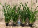 Cymbidium Golden Elf 'Sundust HCC/AOS Compact Pot (3.5” Pot) - Image 2