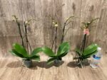 Double Spikes Phalaenopsis Orange (3” Pot) - Image 7