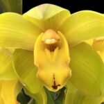 Cymbidium Green Flame (4” pot)