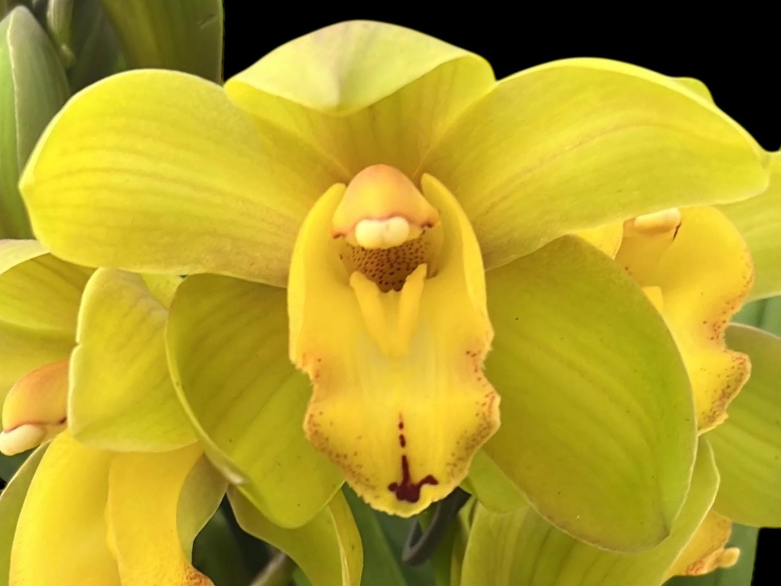 il_fullxfull.8691942609_hxpr.jpg Cymbidium Green Flame (4” pot) - Image 1