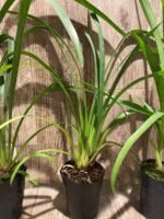 Cymbidium Green Flame (4” pot) - Image 6