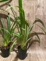 Cymbidium Green Flame (4” pot) - Image 7