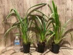 Cymbidium Green Flame (4” pot) - Image 3