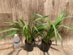 Cymbidium Summer Pearl ‘Suzy’ (4” pot) - Image 4