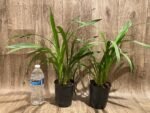 Cymbidium Summer Pearl ‘Suzy’ (4” pot) - Image 3