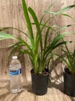 Cymbidium Summer Pearl ‘Suzy’ (4” pot) - Image 5