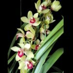 Cymbidium Summer Pearl ‘Suzy’ (4” pot) - Image 2