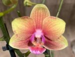 Double Spikes Phalaenopsis Orange (3” Pot) - Image 3