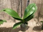 Double Spikes Phalaenopsis Orange (3” Pot) - Image 12