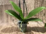 Double Spikes Phalaenopsis Orange (3” Pot) - Image 13