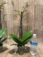 Double Spikes Phalaenopsis Orange (3” Pot) - Image 10