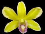 Dendrobium Burana Jade (3.5” pot)