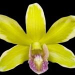 Dendrobium Burana Jade (3.5” pot)