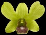 Dendrobium Burana Jade (3.5” pot) - Image 2