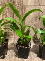 Dendrobium Burana Jade (3.5” pot) - Image 6
