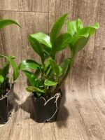 Dendrobium Burana Jade (3.5” pot) - Image 7
