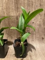 Dendrobium Brilliant Smile (3.5” pot) - Image 7