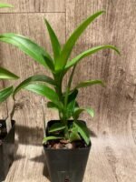 Dendrobium Brilliant Smile (3.5” pot) - Image 6