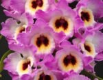 Dendrobium Brilliant Smile (3.5” pot)