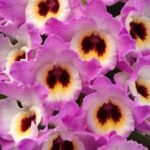 Dendrobium Brilliant Smile (3.5” pot)