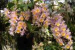 Dendrobium Rosy Cluster (Den. farmeri x Den. amabile) (3.5” pot) - Image 2